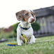 Max&Molly (Макс енд Моллі) Smart ID Collar - Нашийник для собак Matrix Yellow жовтого кольору, XS 216081 фото 2