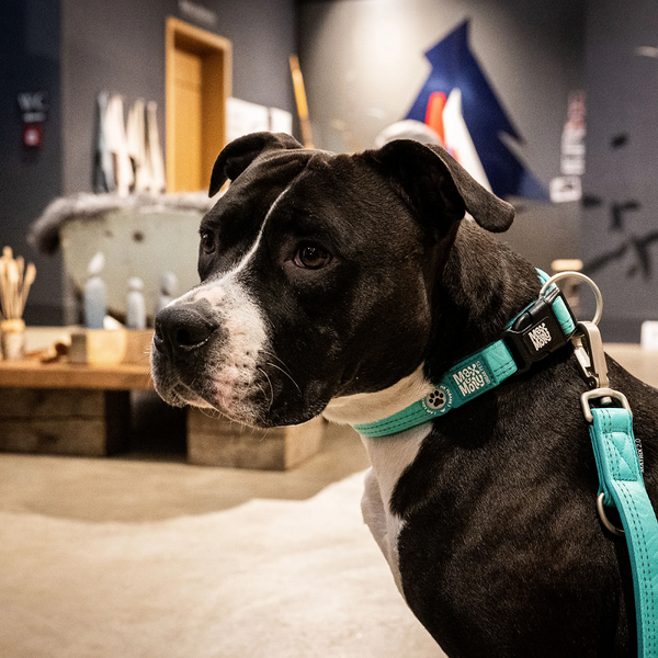 Max&Molly (Макс енд Моллі) Smart ID Collar - Нашийник для собак Matrix 2.0 Turquoise бірюзового кольору, XS 306081 фото