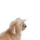 Кепка Pet Fashion Glamor для собак S PR244592 фото 2