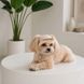 Кепка Pet Fashion Glamor для собак S PR244592 фото 3