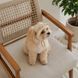Кепка Pet Fashion Glamor для собак S PR244592 фото 4