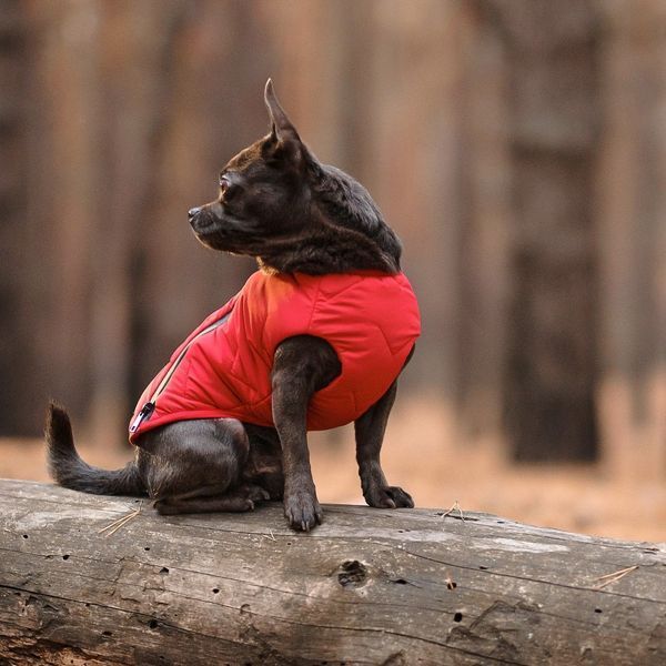 Жилет Pet Fashion E.Vest для собак червоний SМ PR242446 фото