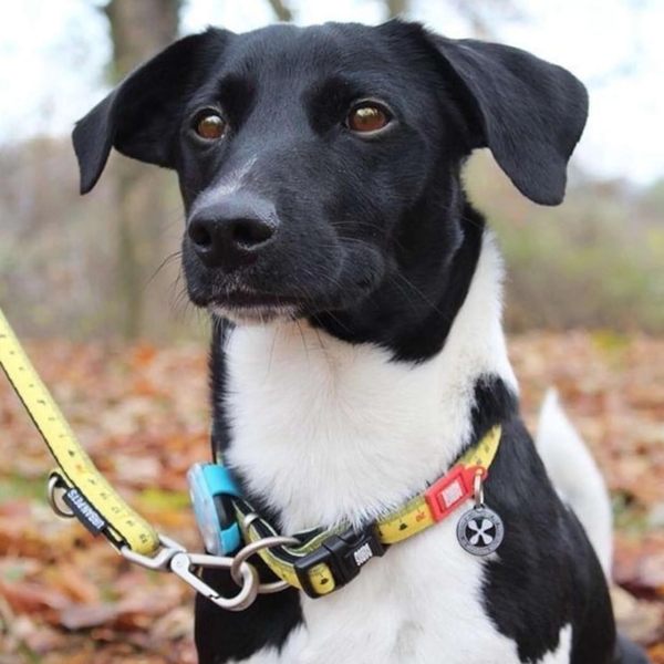 Max&Molly (Макс енд Моллі) Smart ID Collar - Нашийник для собак Ruler з принтом Лінійка, L 123084 фото