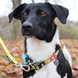 Max&Molly (Макс енд Моллі) Smart ID Collar - Нашийник для собак Ruler з принтом Лінійка, L 123084 фото 5