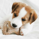 Набор из 2 крепких игрушек Benebone Puppy Pack для грызения со вкусом бекона для щенков весом до 7 кг 640400 фото 4