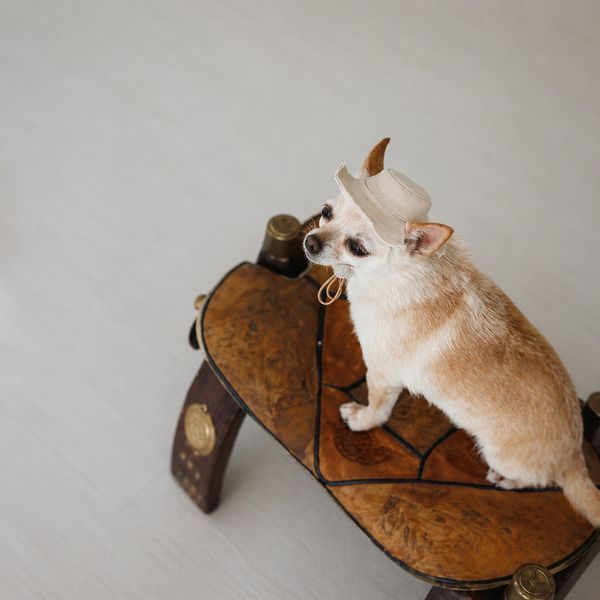 Панама Pet Fashion Gold для собак S PR244604 фото