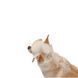 Панама Pet Fashion Gold для собак S PR244604 фото 6