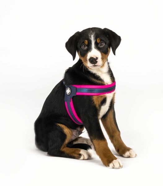 Max&Molly (Макс энд Молли) Q-Fit Harness - Шлея для собак Matrix Pink розового цвета, L 212034 фото