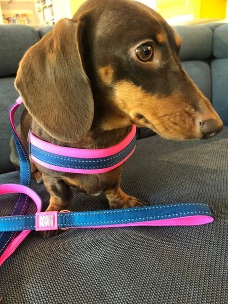 Max&Molly (Макс енд Моллі) Q-Fit Harness - Шлея для собак Matrix Pink рожевого кольору, S 212032 фото