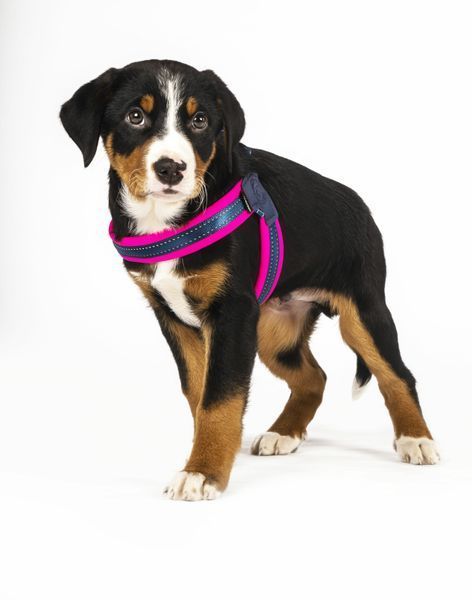 Max&Molly (Макс енд Моллі) Q-Fit Harness - Шлея для собак Matrix Pink рожевого кольору, S 212032 фото