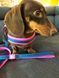 Max&Molly (Макс енд Моллі) Q-Fit Harness - Шлея для собак Matrix Pink рожевого кольору, S 212032 фото 3