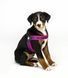 Max&Molly (Макс енд Моллі) Q-Fit Harness - Шлея для собак Matrix Pink рожевого кольору, S 212032 фото 5