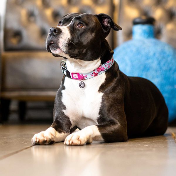 Max&Molly (Макс енд Моллі) Smart ID Collar - Нашийник для собак Cherry Bloom з принтом Вишневе цвітіння, S 197082 фото