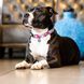 Max&Molly (Макс енд Моллі) Smart ID Collar - Нашийник для собак Cherry Bloom з принтом Вишневе цвітіння, S 197082 фото 4