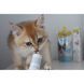 Вітаміни GimCat Expert Line Kitten для кошенят вітамінізована паста 50 г G-426167/ 406787 фото 4
