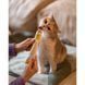 Витамины GimCat Every Day мультивитаминная паста для котов для улучшения иммунитета 200 г G-421636/401881 фото 5