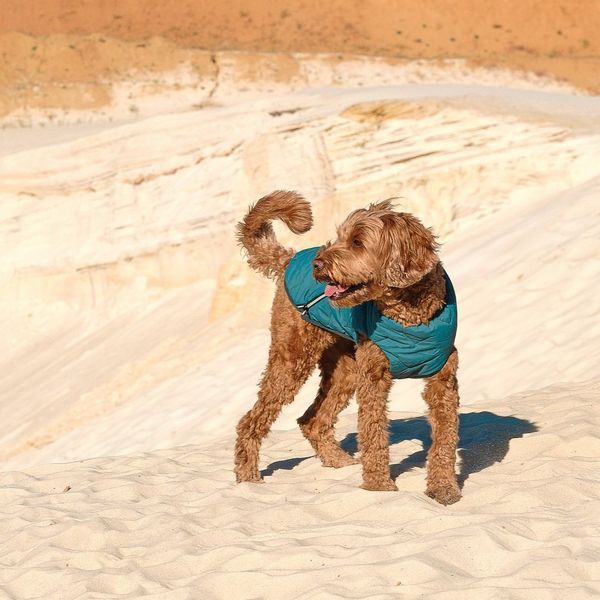 Жилет Pet Fashion E.Vest для собак морская волна SМ PR242414 фото