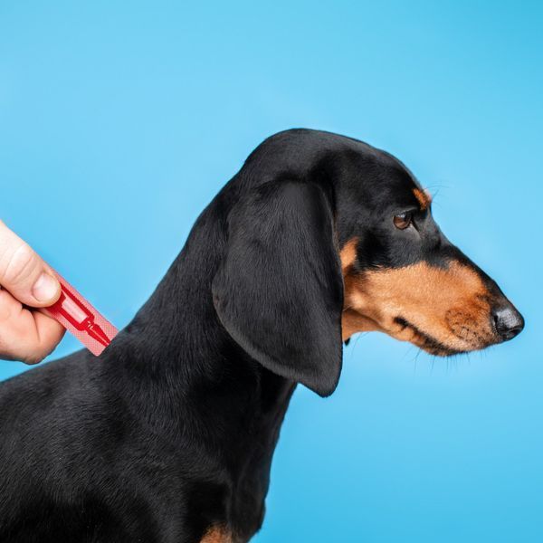 Капли PROVET Profiline для собак 20-40 кг инсектоакарицид 4 піпетки по 3,0 мл PR243102 фото