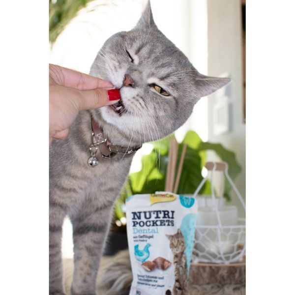 Витаминные лакомства GimCat Nutri Pockets Dental для котов для зубов 60 г G-418285/419336/419244 фото